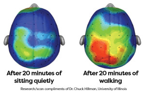 Left brain image after 20 minutes of sitting quietly; right brain image after 20 minutes of walking. Research/scan compliments of Dr. Chuck Hillman, University of Illinois